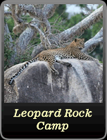 Leopard Rock