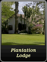 Plantation